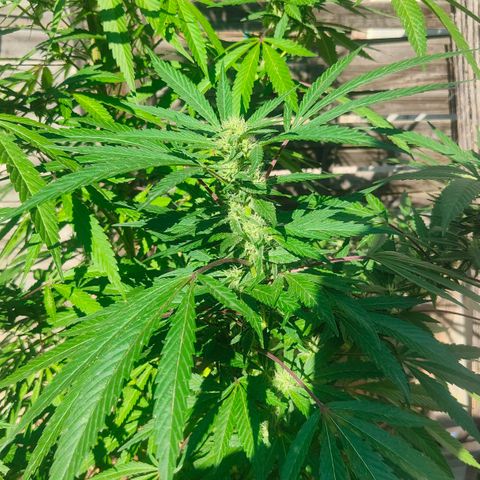 Ak47 growlog timeline photo