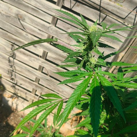Ak47 growlog timeline photo