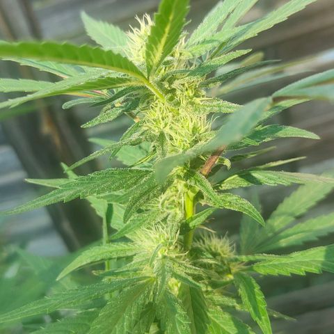 Ak47 growlog timeline photo