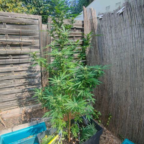 Ak47 growlog timeline photo