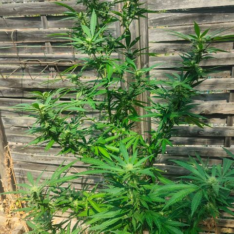 Ak47 growlog timeline photo