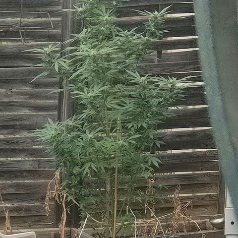 Ak47 growlog timeline photo