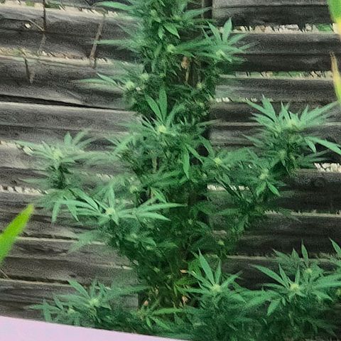 Ak47 growlog timeline photo