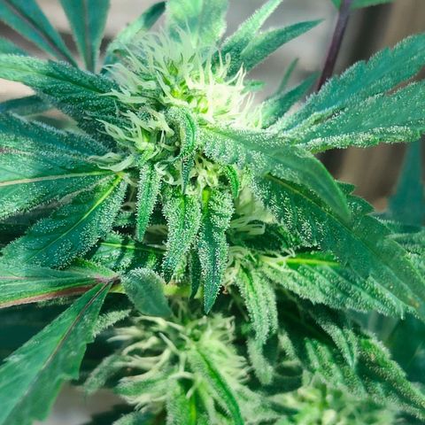 Ak47 growlog timeline photo