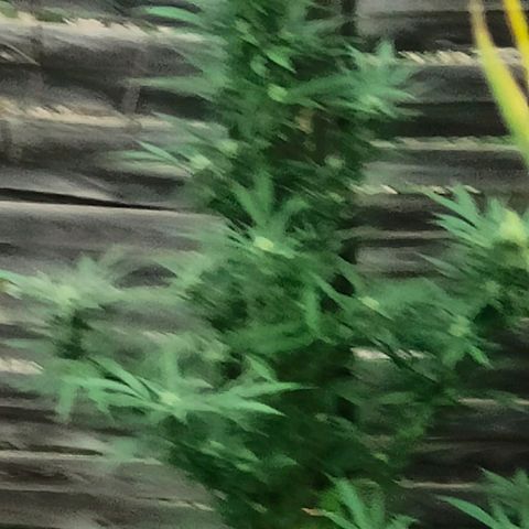 Ak47 growlog timeline photo