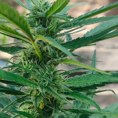 Ak47 growlog timeline photo