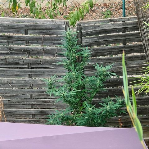 Ak47 growlog timeline photo