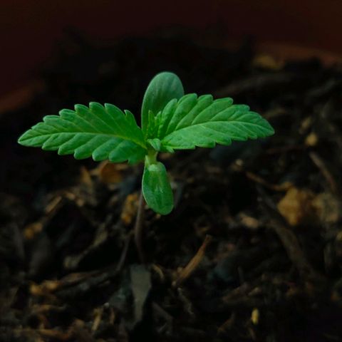 Ak47 growlog timeline photo