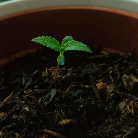 Ak47 growlog timeline photo