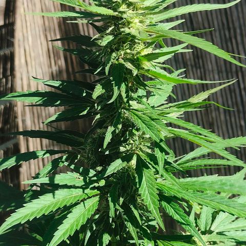 Ak47 growlog timeline photo