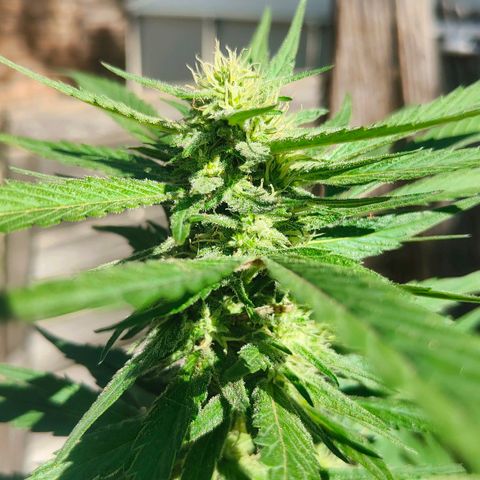 Ak47 growlog timeline photo