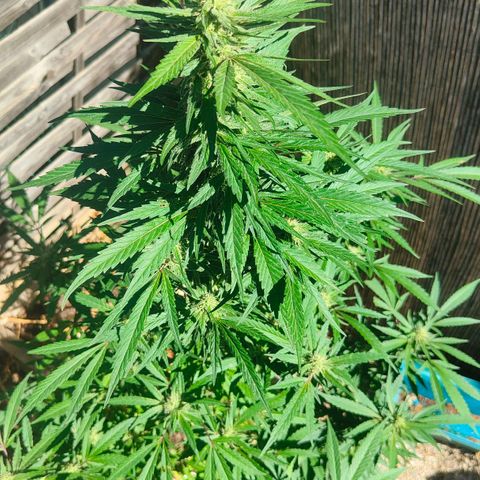 Ak47 growlog timeline photo