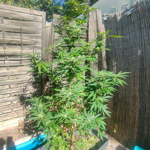 Ak47 growlog timeline photo