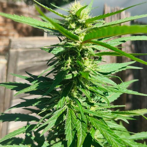 Ak47 growlog timeline photo