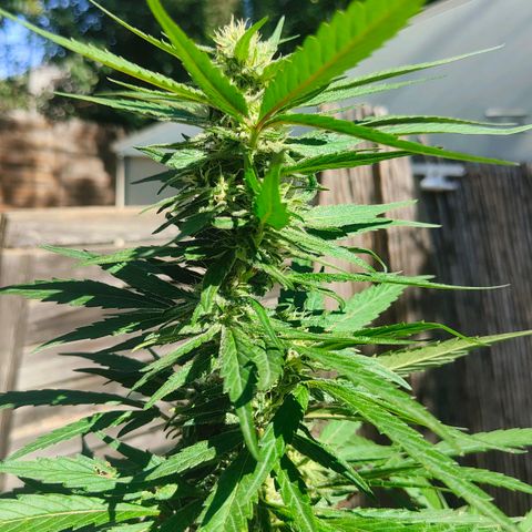 Ak47 growlog timeline photo