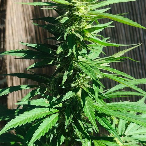 Ak47 growlog timeline photo
