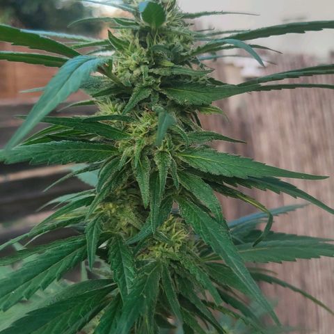 Ak47 growlog timeline photo