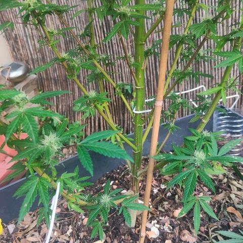 Ak47 growlog timeline photo