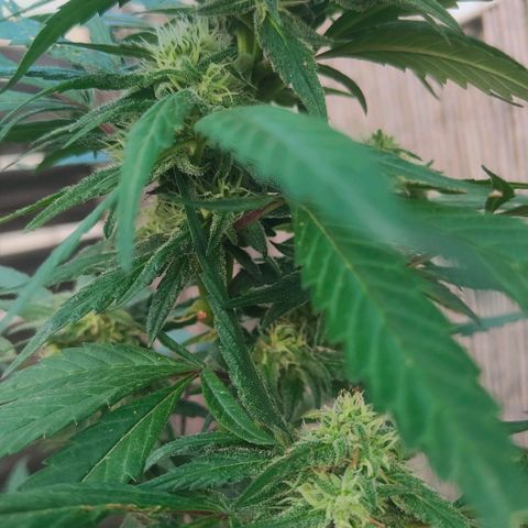 Ak47 growlog timeline photo