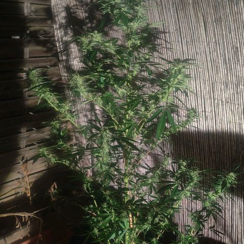 Ak47 growlog timeline photo