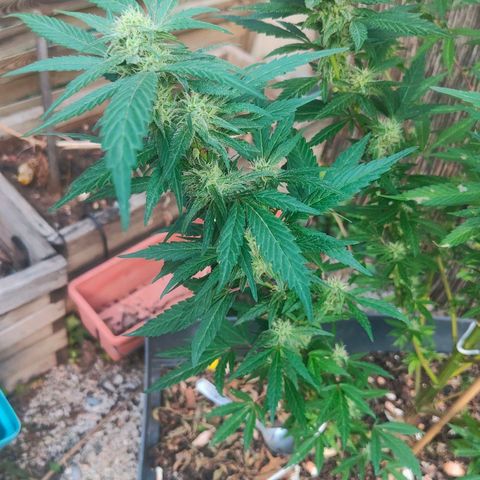 Ak47 growlog timeline photo