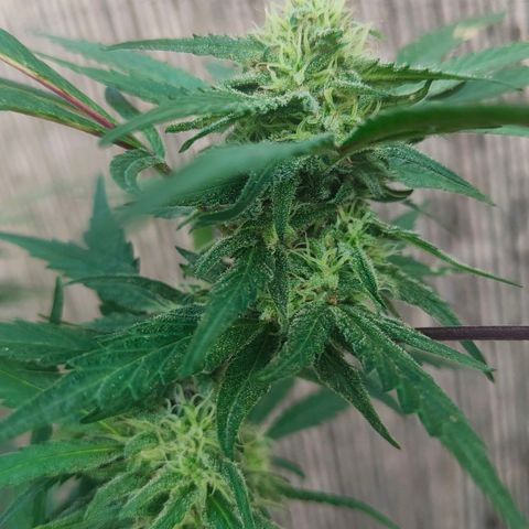 Ak47 growlog timeline photo