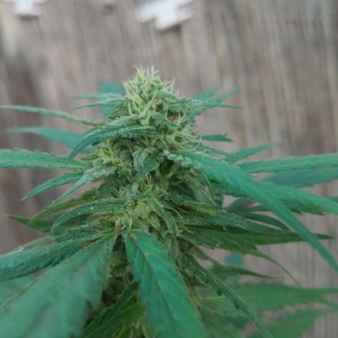 Ak47 growlog timeline photo