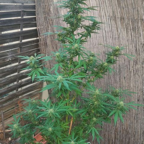 Ak47 growlog timeline photo