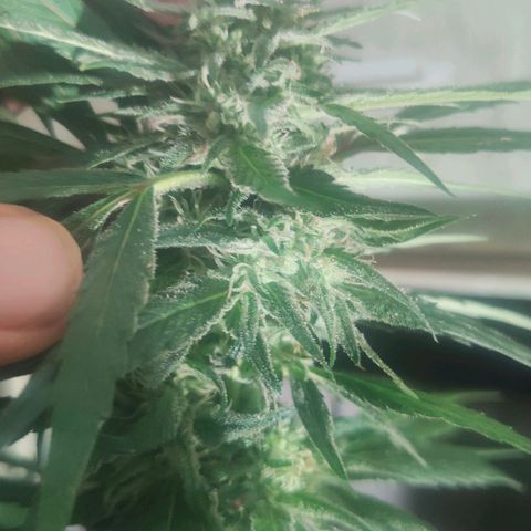 Ak47 growlog timeline photo