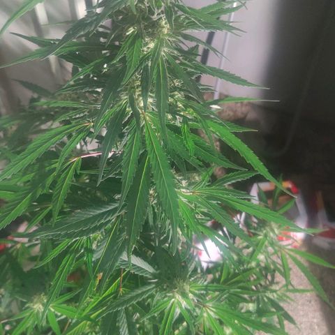 Ak47 growlog timeline photo