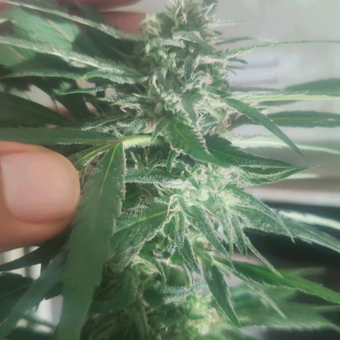 Ak47 growlog timeline photo