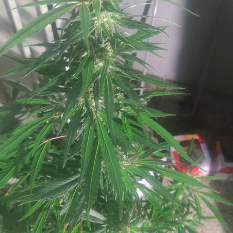 Ak47 growlog timeline photo
