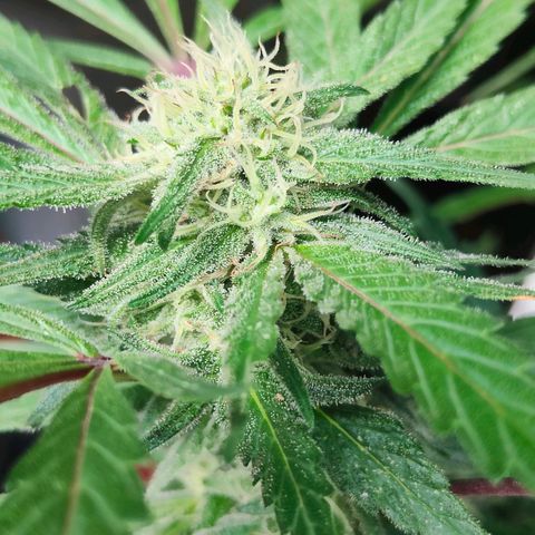 Ak47 growlog timeline photo