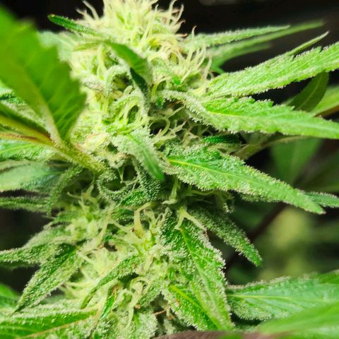 Ak47 growlog timeline photo