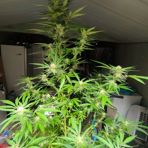 Ak47 growlog timeline photo