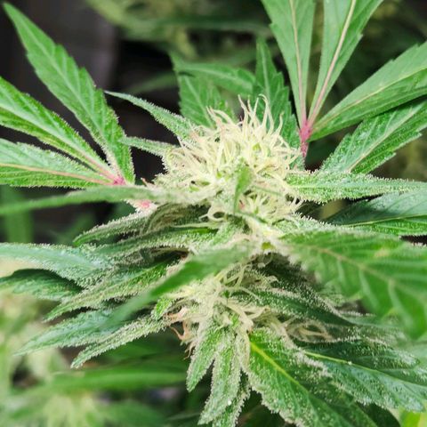 Ak47 growlog timeline photo