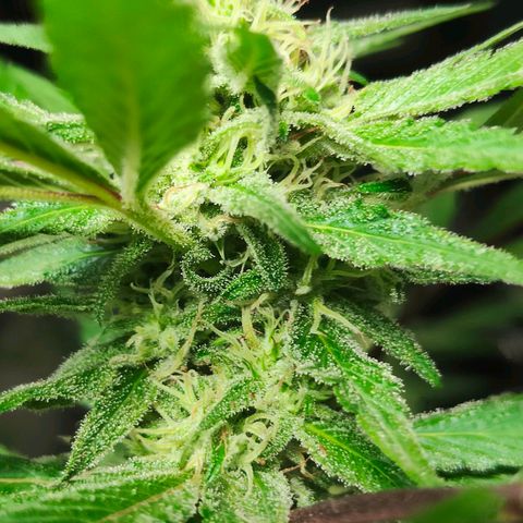 Ak47 growlog timeline photo