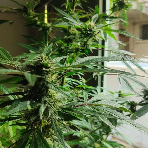 Ak47 growlog timeline photo
