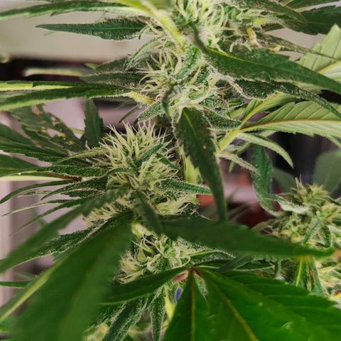 Ak47 growlog timeline photo