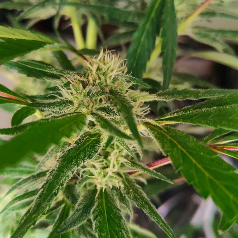 Ak47 growlog timeline photo