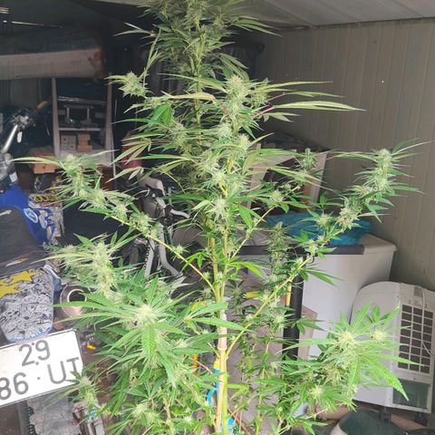 Ak47 growlog timeline photo