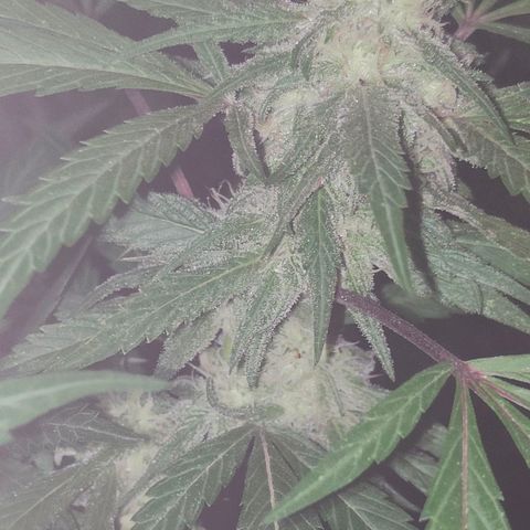 Ak47 growlog timeline photo