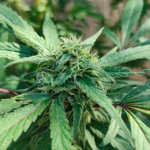 Ak47 growlog timeline photo