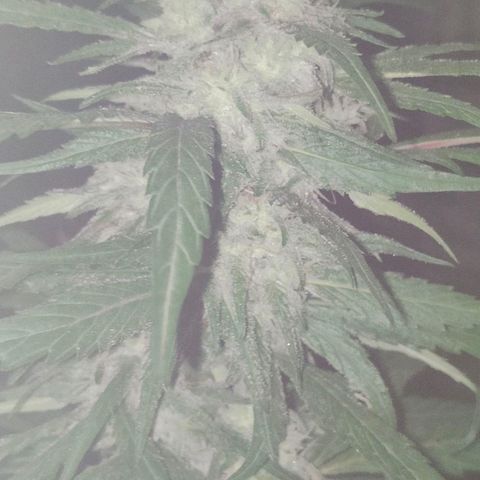 Ak47 growlog timeline photo