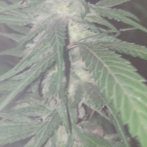 Ak47 growlog timeline photo