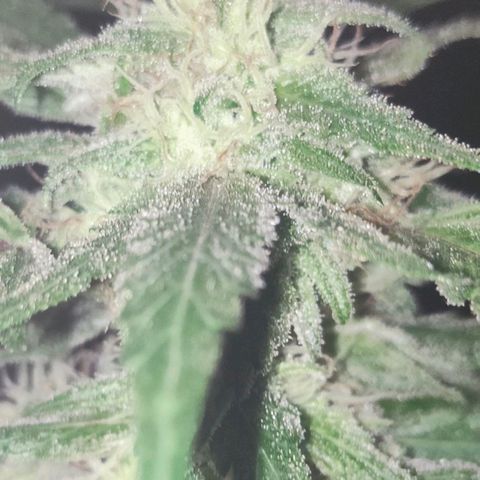 Ak47 growlog timeline photo