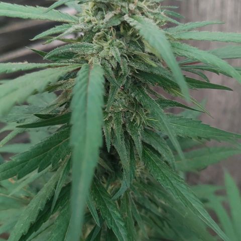 Ak47 growlog timeline photo