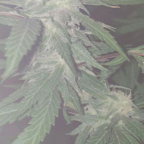Ak47 growlog timeline photo