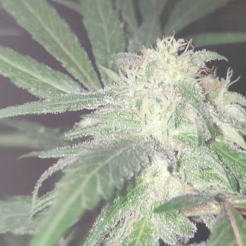 Ak47 growlog timeline photo