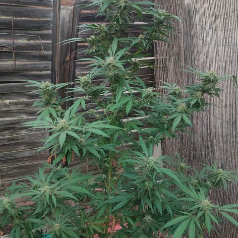 Ak47 growlog timeline photo